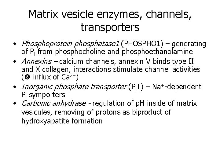Matrix vesicle enzymes, channels, transporters • Phosphoprotein phosphatase 1 (PHOSPHO 1) – generating of