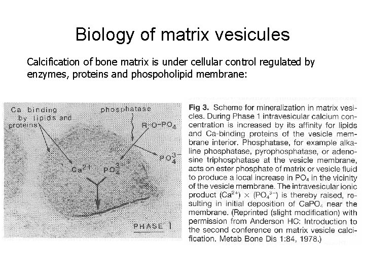 Biology of matrix vesicules Calcification of bone matrix is under cellular control regulated by