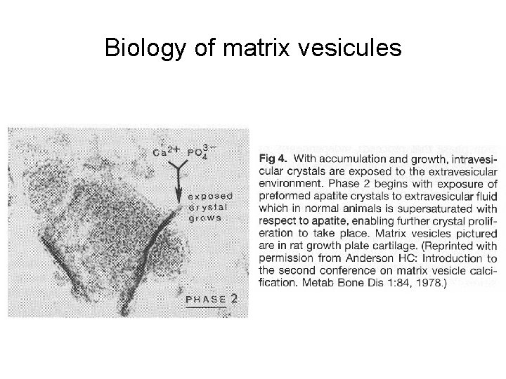 Biology of matrix vesicules 