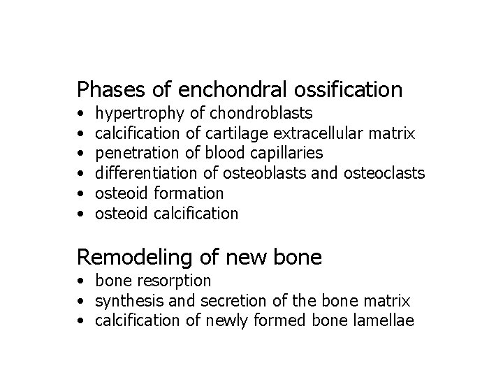 Phases of enchondral ossification • • • hypertrophy of chondroblasts calcification of cartilage extracellular