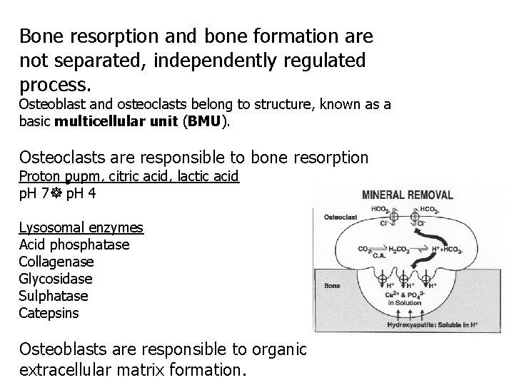 Bone resorption and bone formation are not separated, independently regulated process. Osteoblast and osteoclasts