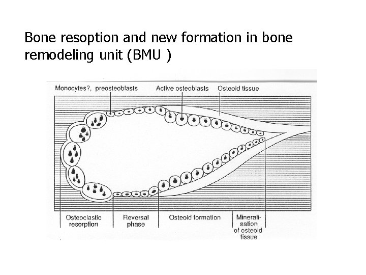 Bone resoption and new formation in bone remodeling unit (BMU ) 