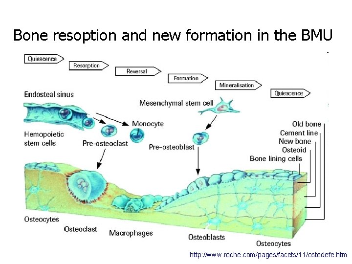 Bone resoption and new formation in the BMU http: //www. roche. com/pages/facets/11/ostedefe. htm 