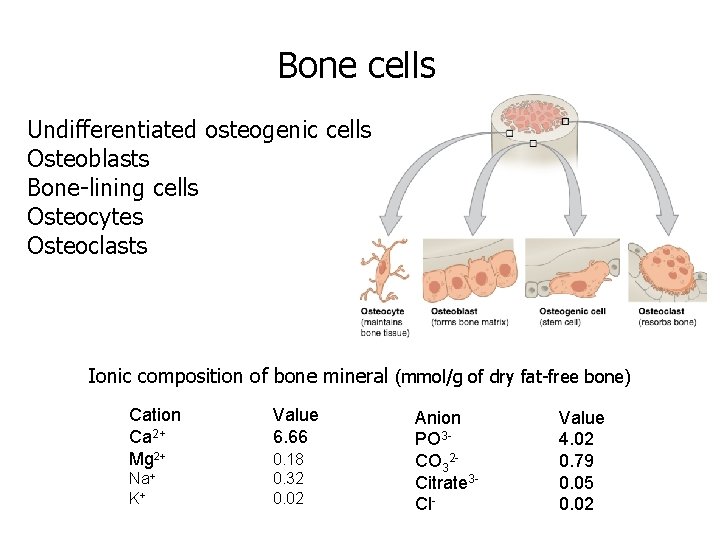 Bone cells Undifferentiated osteogenic cells Osteoblasts Bone-lining cells Osteocytes Osteoclasts Ionic composition of bone