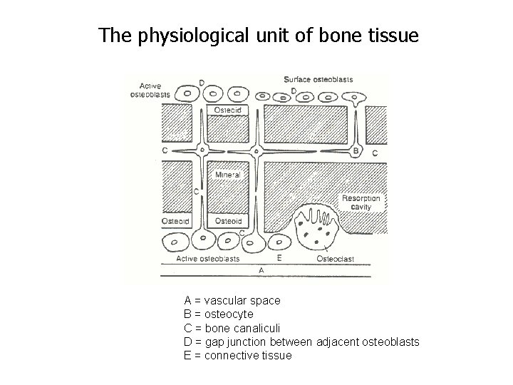 The physiological unit of bone tissue A = vascular space B = osteocyte C