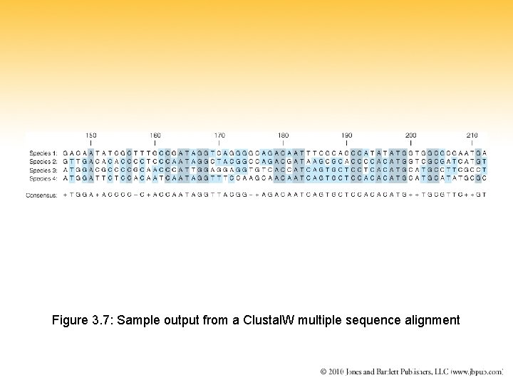 Figure 3. 7: Sample output from a Clustal. W multiple sequence alignment 