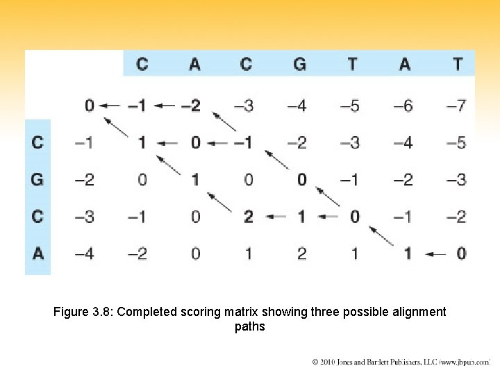 Figure 3. 8: Completed scoring matrix showing three possible alignment paths 