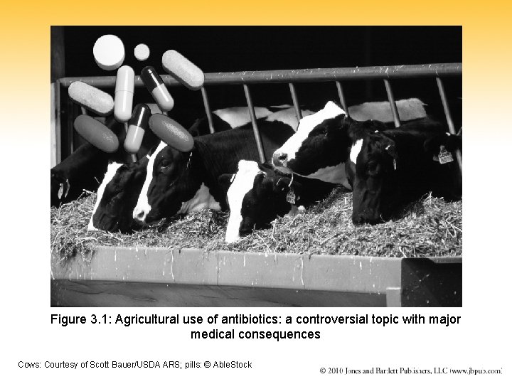 Figure 3. 1: Agricultural use of antibiotics: a controversial topic with major medical consequences