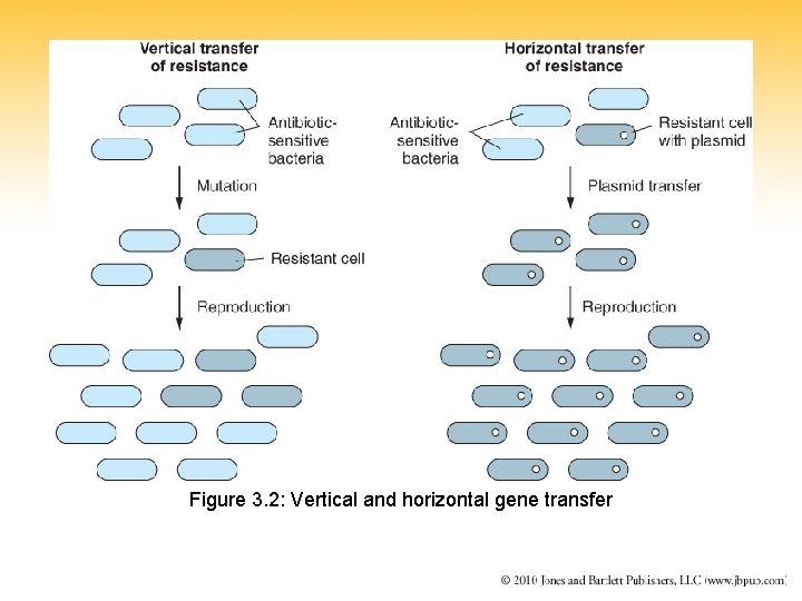 Figure 3. 2: Vertical and horizontal gene transfer 