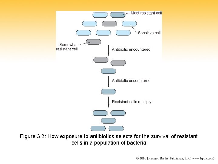 Figure 3. 3: How exposure to antibiotics selects for the survival of resistant cells