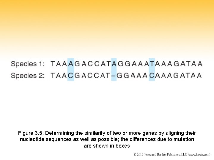 Figure 3. 5: Determining the similarity of two or more genes by aligning their