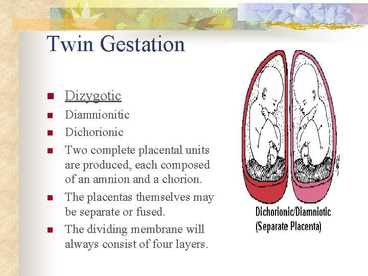 Twin Gestation n Dizygotic n Diamnionitic Dichorionic Two complete placental units are produced, each
