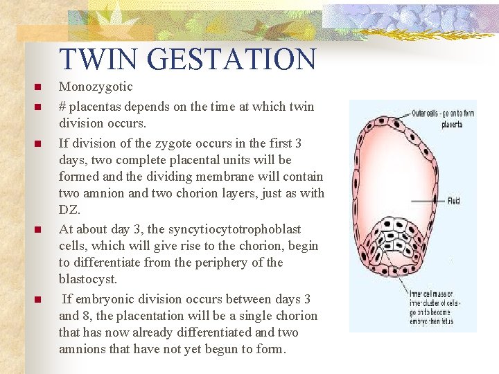 TWIN GESTATION n n n Monozygotic # placentas depends on the time at which