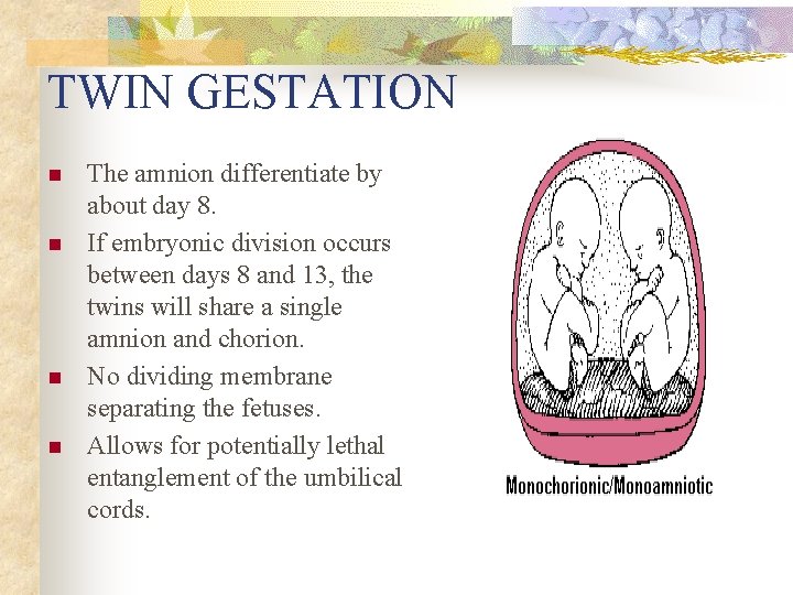 TWIN GESTATION n n The amnion differentiate by about day 8. If embryonic division