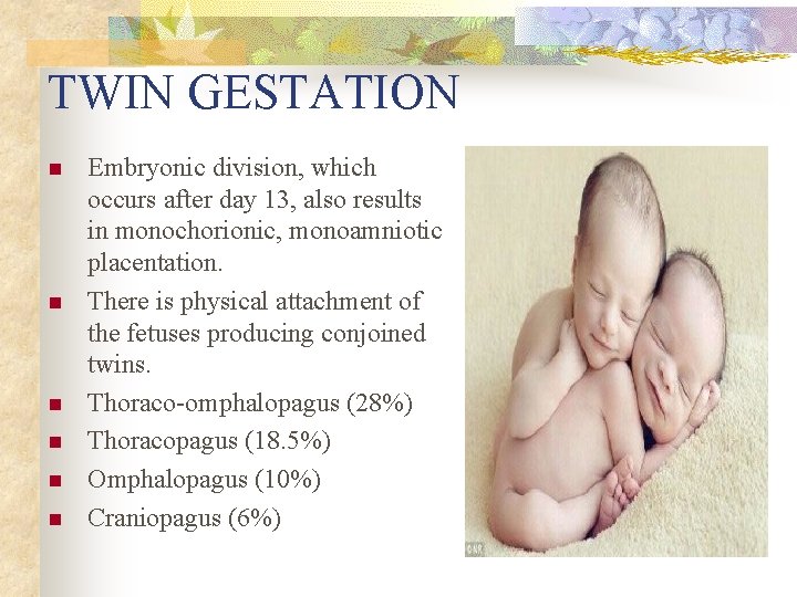 TWIN GESTATION n n n Embryonic division, which occurs after day 13, also results