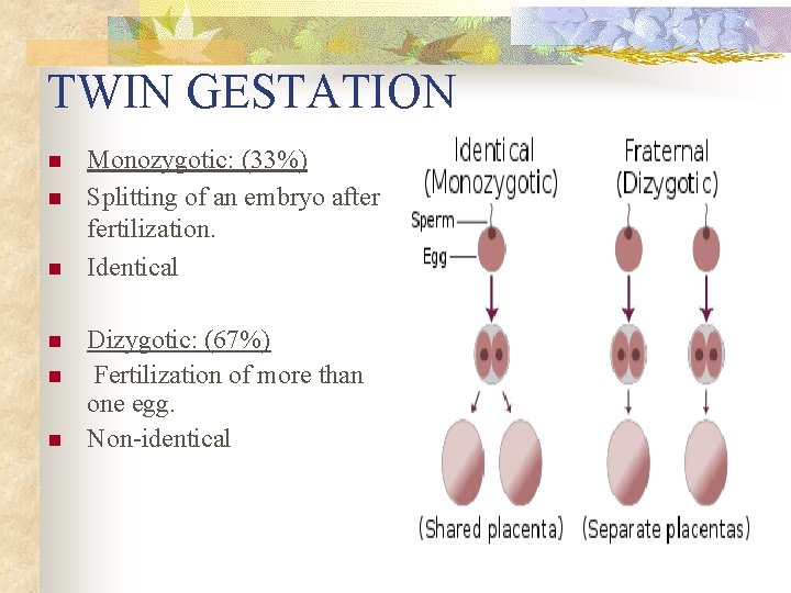 TWIN GESTATION n n n Monozygotic: (33%) Splitting of an embryo after fertilization. Identical