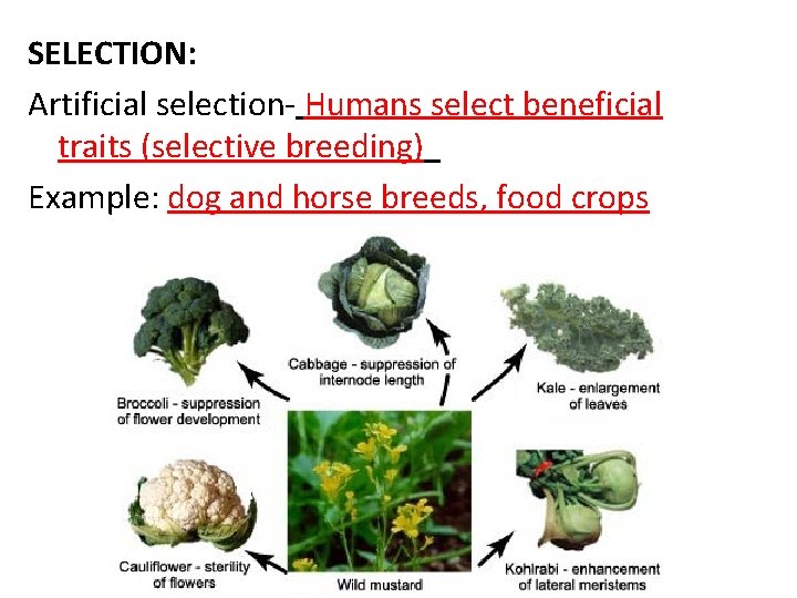 SELECTION: Artificial selection- Humans select beneficial traits (selective breeding) Example: dog and horse breeds,