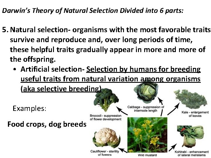 Darwin’s Theory of Natural Selection Divided into 6 parts: 5. Natural selection- organisms with
