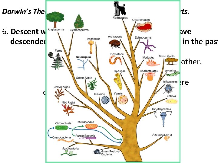 Darwin’s Theory of Natural Selection Divided into 6 parts. 6. Descent with Modification-species alive