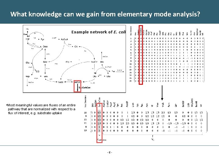 What knowledge can we gain from elementary mode analysis? Example network of E. coli