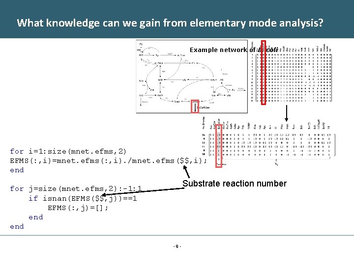 What knowledge can we gain from elementary mode analysis? Example network of E. coli