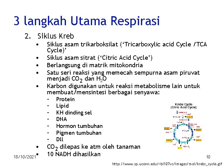 3 langkah Utama Respirasi 2. Siklus Kreb • • • Siklus asam trikarboksilat (‘Tricarboxylic