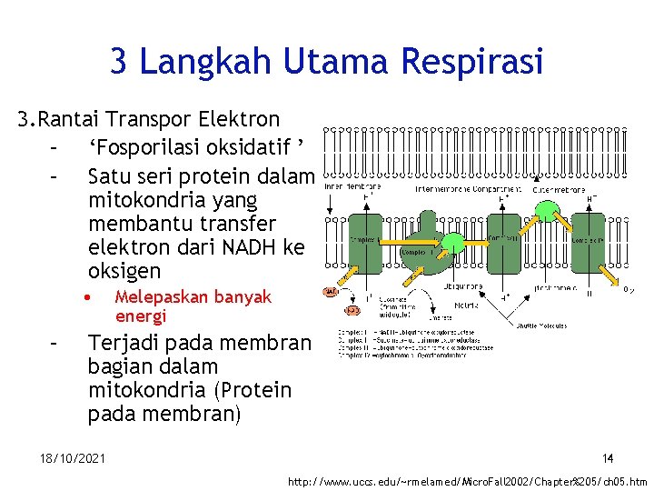 3 Langkah Utama Respirasi 3. Rantai Transpor Elektron – ‘Fosporilasi oksidatif ’ – Satu