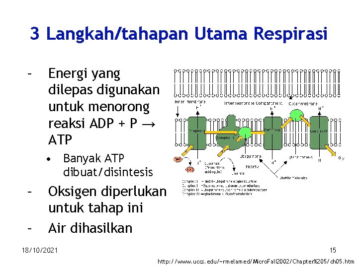 3 Langkah/tahapan Utama Respirasi – Energi yang dilepas digunakan untuk menorong reaksi ADP +