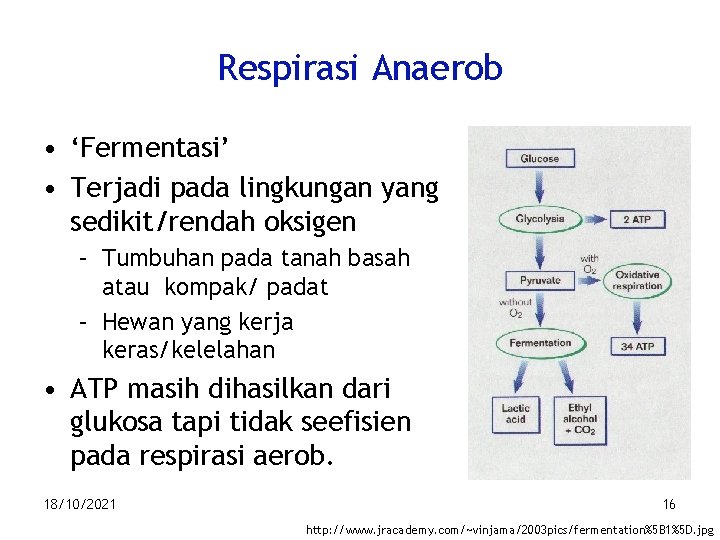 Respirasi Anaerob • ‘Fermentasi’ • Terjadi pada lingkungan yang sedikit/rendah oksigen – Tumbuhan pada
