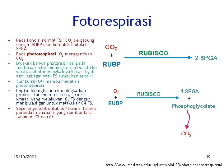 Fotorespirasi • • • Pada kondisi normal FS, CO 2 bergabung dengan RUBP membentuk