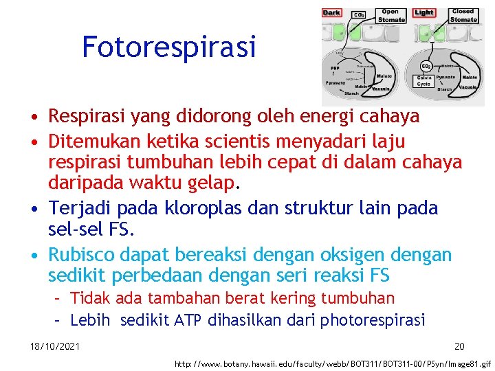 Fotorespirasi • Respirasi yang didorong oleh energi cahaya • Ditemukan ketika scientis menyadari laju