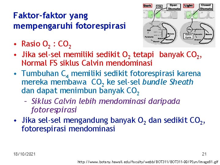 Faktor-faktor yang mempengaruhi fotorespirasi • Rasio O 2 : CO 2 • Jika sel-sel