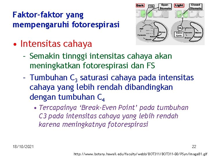 Faktor-faktor yang mempengaruhi fotorespirasi • Intensitas cahaya – Semakin tinnggi intensitas cahaya akan meningkatkan