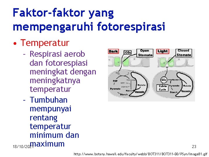 Faktor-faktor yang mempengaruhi fotorespirasi • Temperatur – Respirasi aerob dan fotorespiasi meningkat dengan meningkatnya