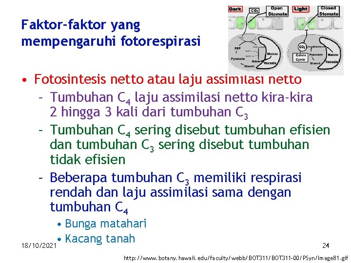 Faktor-faktor yang mempengaruhi fotorespirasi • Fotosintesis netto atau laju assimilasi netto – Tumbuhan C