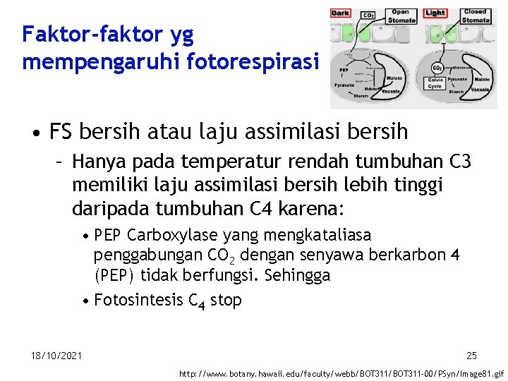 Faktor-faktor yg mempengaruhi fotorespirasi • FS bersih atau laju assimilasi bersih – Hanya pada