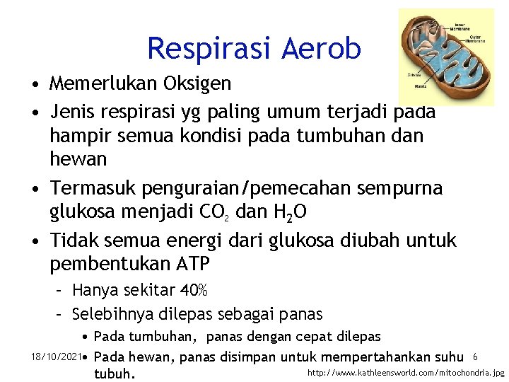 Respirasi Aerob • Memerlukan Oksigen • Jenis respirasi yg paling umum terjadi pada hampir