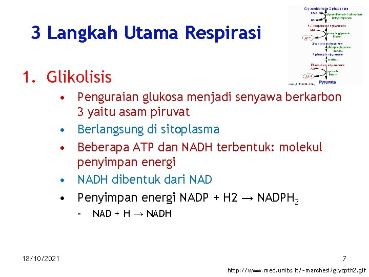 3 Langkah Utama Respirasi 1. Glikolisis • Penguraian glukosa menjadi senyawa berkarbon 3 yaitu