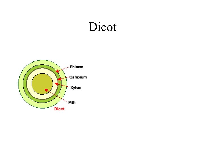 Dicot 