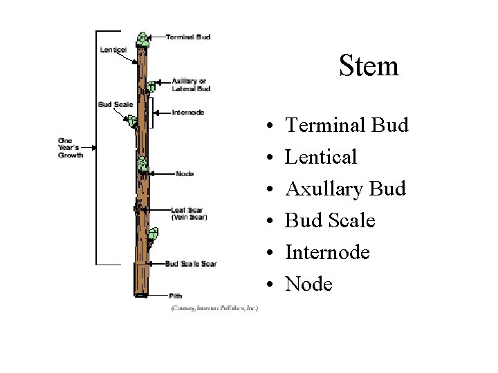 Stem • • • Terminal Bud Lentical Axullary Bud Scale Internode Node 
