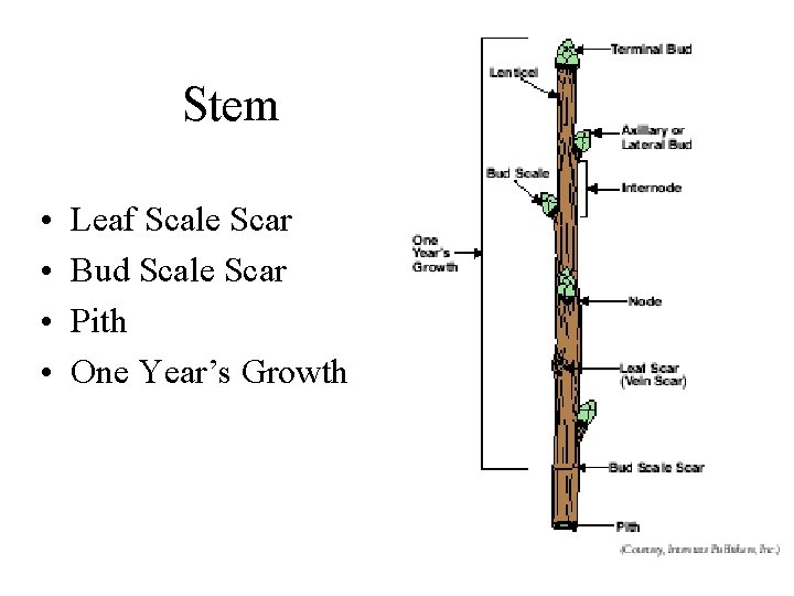 Stem • • Leaf Scale Scar Bud Scale Scar Pith One Year’s Growth 