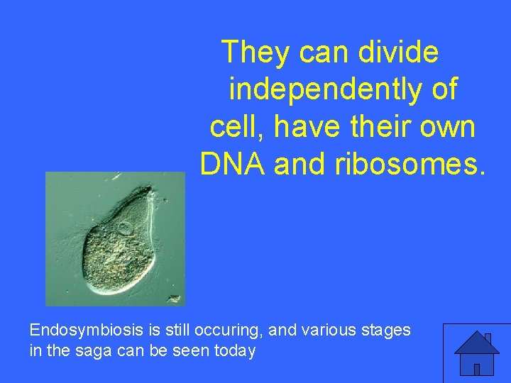 They can divide I 25 a independently of cell, have their own DNA and