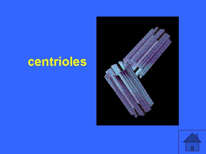 II 5 a centrioles 13 