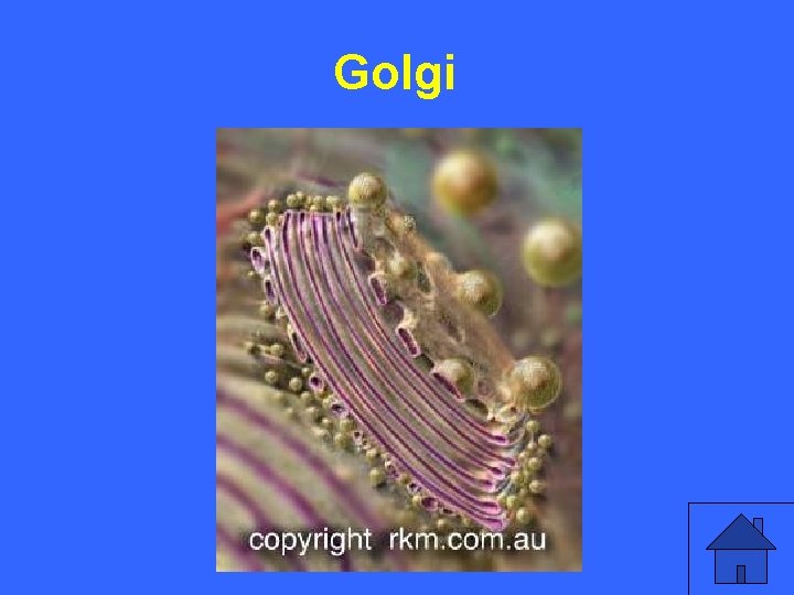 II 10 a Golgi 15 