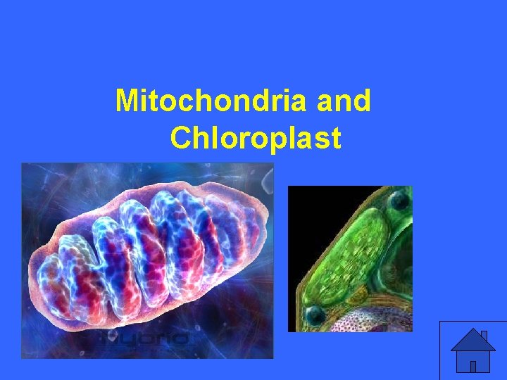 II 20 a Mitochondria and Chloroplast 19 