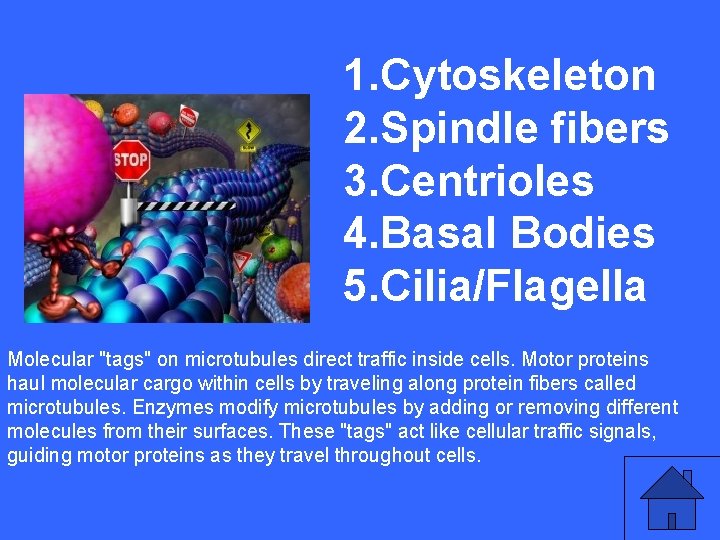 II 25 a 1. Cytoskeleton 2. Spindle fibers 3. Centrioles 4. Basal Bodies 5.