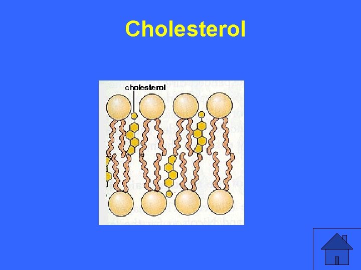 III 5 a Cholesterol 23 