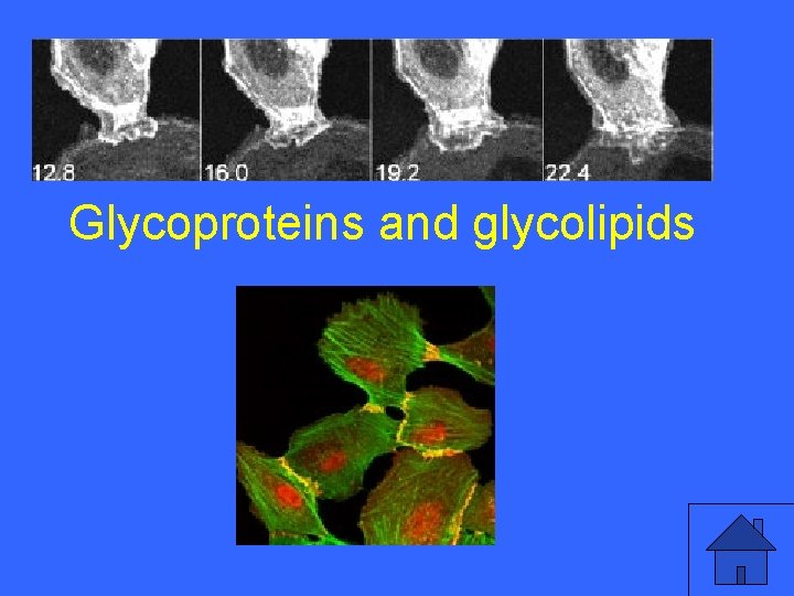III 10 a Glycoproteins and glycolipids 25 