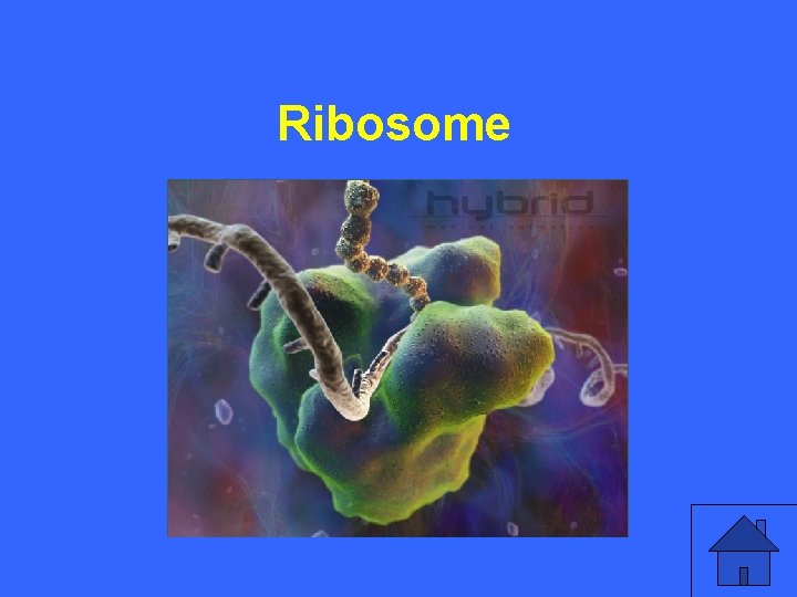 I 5 a Ribosome 3 