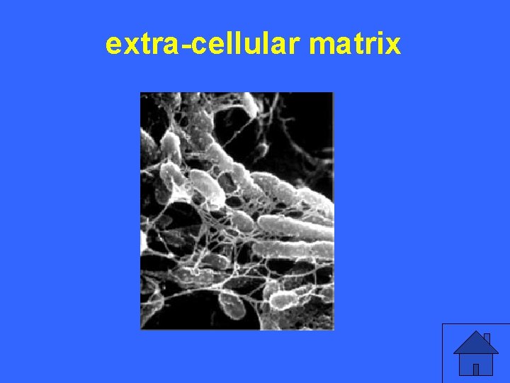 extra-cellular matrix III 25 a 31 